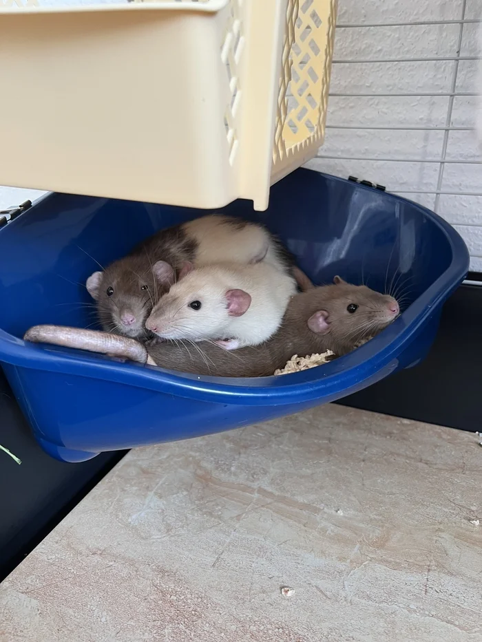 A bunch of pictures of rats - My, Rat, Decorative rats, Longpost