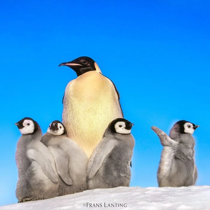 Emperor penguins - Penguins, Birds, Chick, Wild animals, wildlife, Antarctica, The photo