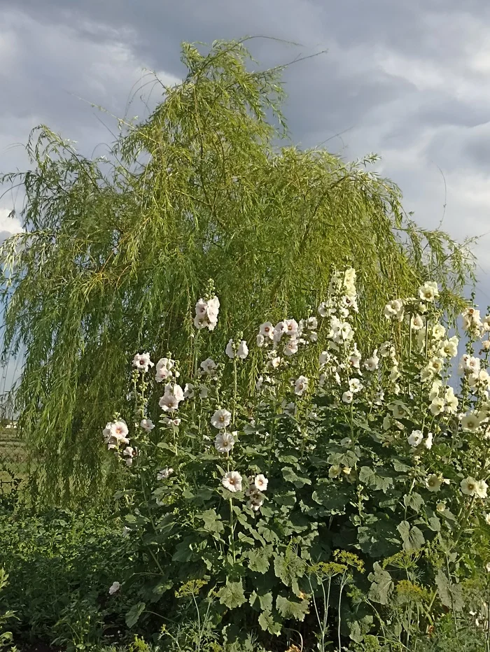 ,,Mallow and...decorative willow''... - My, Mobile photography, Flowers, Green trees