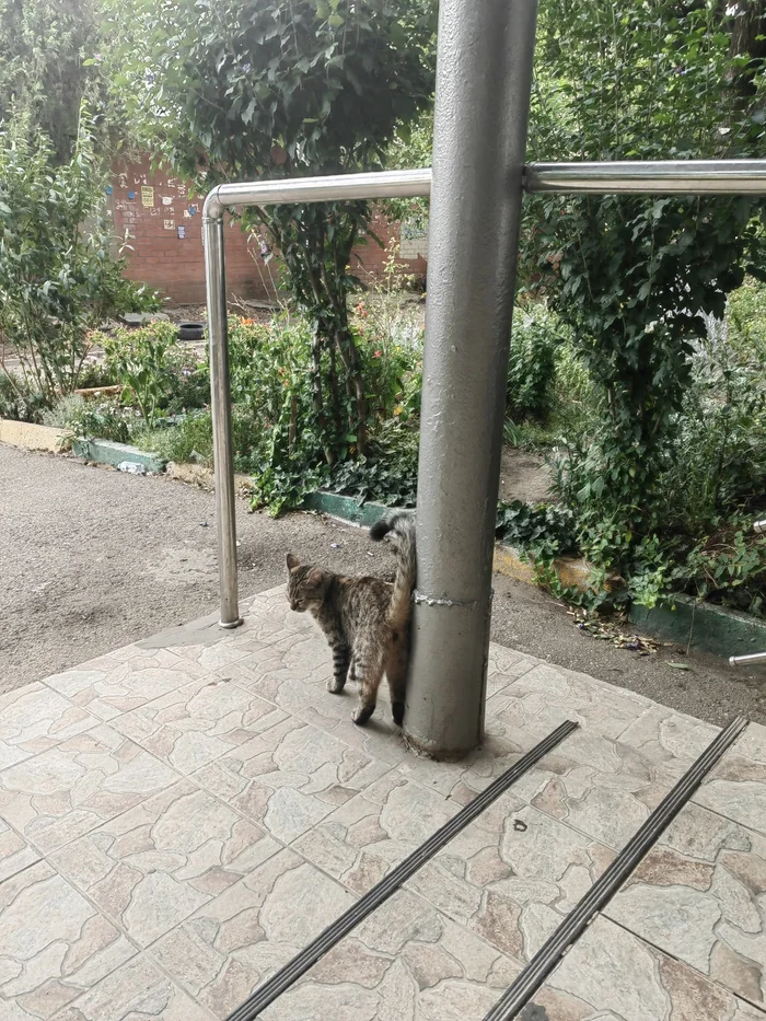 The cat is in good hands, please pick it up - My, Krasnodar, cat, In good hands, Helping animals, Volunteering, Help, Pets, Small cats, Good league, Longpost, No rating, Heat, The rescue, Animal Rescue, Peekaboo