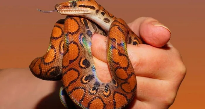 In Thailand, a worker killed a snake that bit him - Snake, Snake bite, Bite, Killing an animal, Reptiles, Suddenly, Poisonous animals, Thailand, Southeast Asia, Beliefs