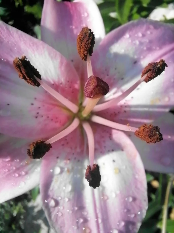 05:38 /dew/ - My, Mobile photography, Flowers, Morning, Dew