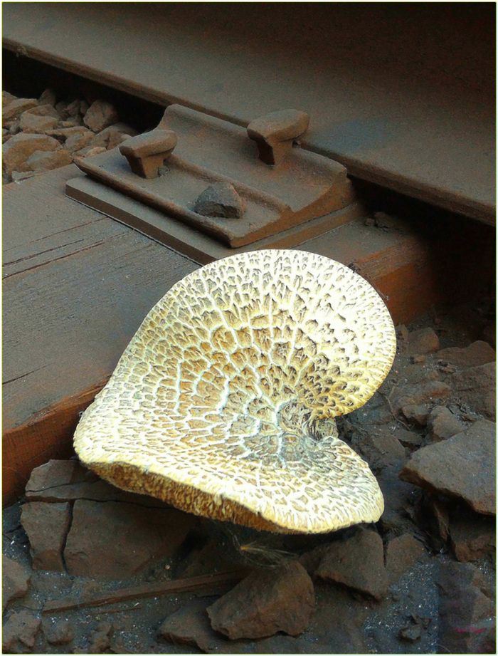 Этого большинство из вас, точно не видели