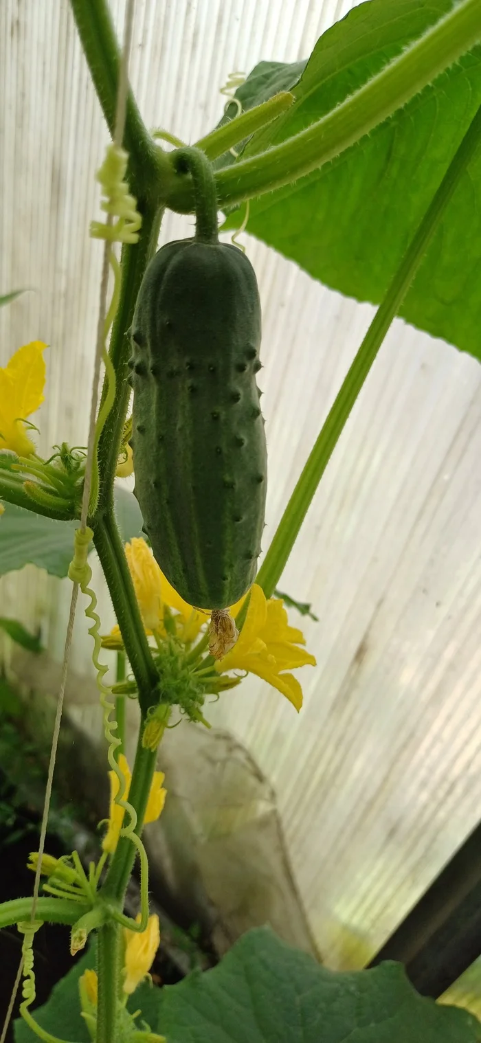 Herman cucumber, fake or stressed? - My, Cucumbers, Dacha, Greenhouse, Longpost