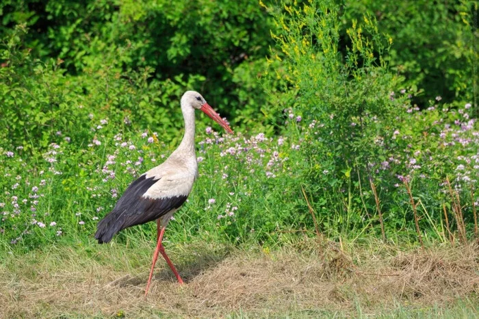 Photo hunt 3 - My, Birds, Bird watching, Ornithology League, Stork, Longpost