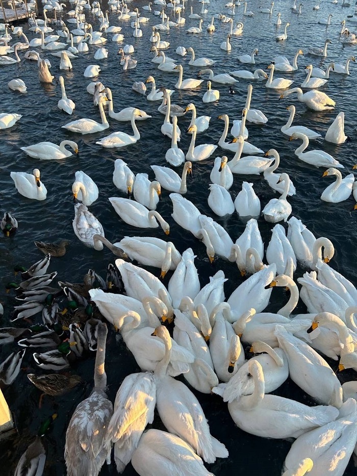 Amazing non-freezing Swan (Light) Lake. Where is it located and how to get there? - Road trip, Туристы, Tourism, Travels, Travel across Russia, Altai Republic, Drive, sights, Route, Telegram (link), Yandex Zen (link), VKontakte (link), Longpost, Lake, Swans, The photo