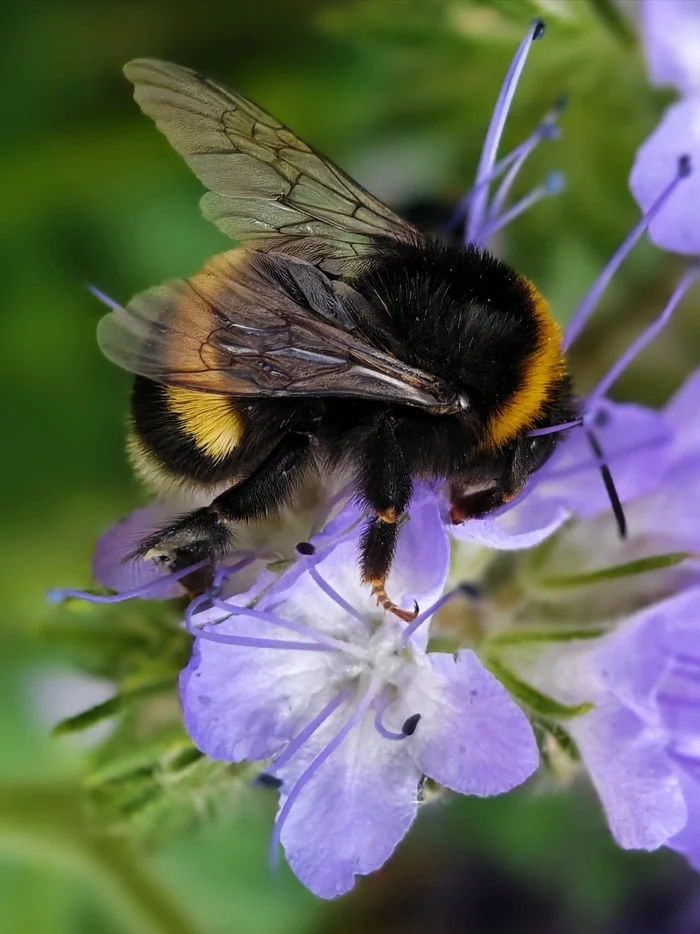 Shaggy - My, Bumblebee, Fragrant, Hop, Mobile photography