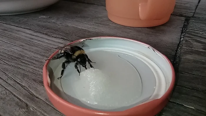 Saving a bumblebee - My, Insects, Bumblebee, The rescue