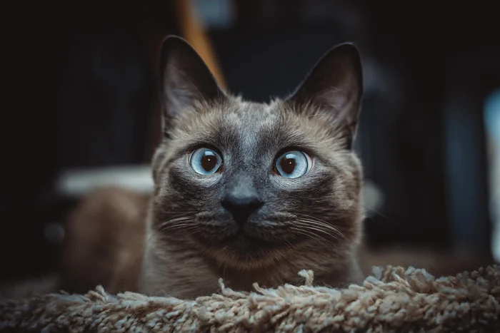 Cute fluffy - My, The photo, Khabarovsk, cat, Fluffy, Pet the cat