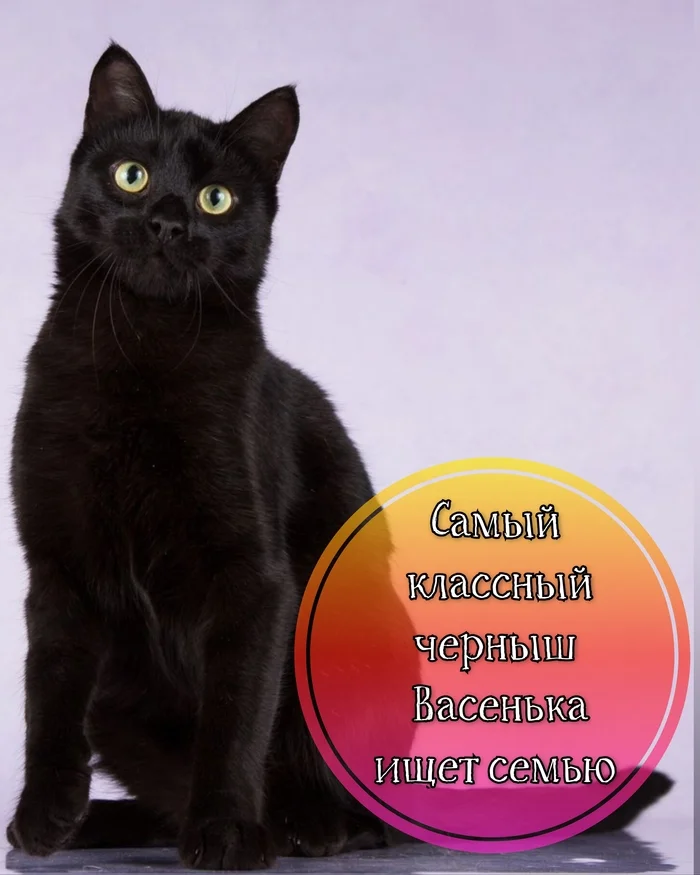 Vasyutka, a black, affectionate cat is looking for a family - My, cat, Kittens, No rating, Black cat, Small cats, Cat lovers, Animal shelter, In good hands, Is free, Pets, Helping animals, Longpost, Moscow, Moscow region, Video