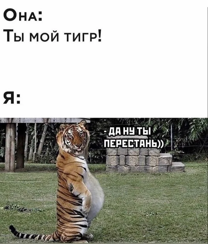 Tiger - Picture with text, Humor, Memes, Repeat, Tiger