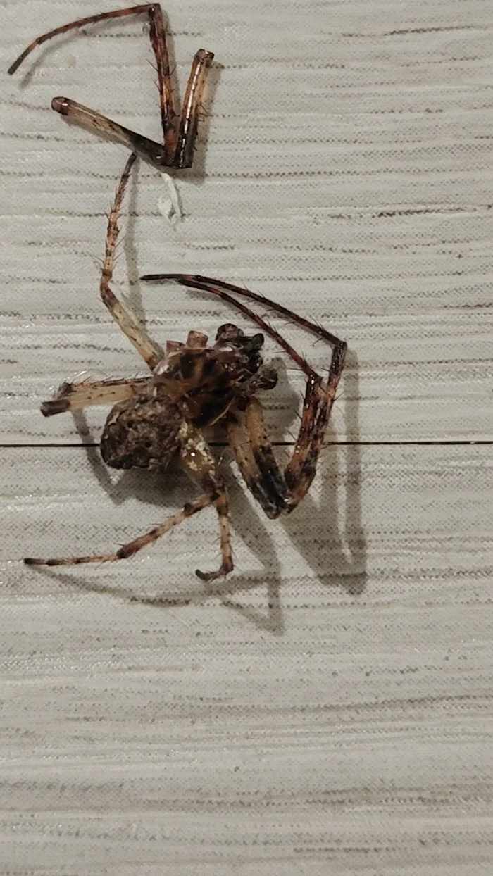 Found it on the wall at night in a private house - Spider, Arachnology, Longpost, Need advice