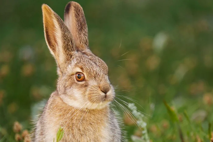 Anyone can offend a tolai hare - tolai hare, Hare, Sailyugem National Park, Altai Republic, The photo, wildlife, Wild animals, Telegram (link), Longpost