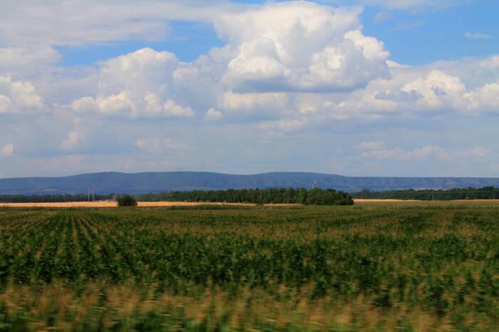 Летнее поле