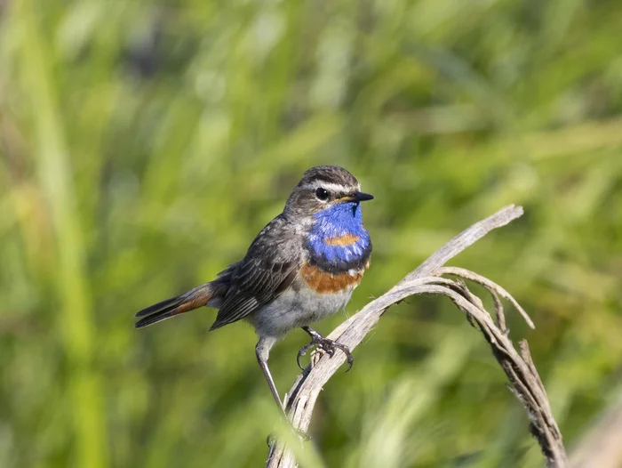 Bluethroat - My, Nature, The nature of Russia, The photo, Photo hunting, wildlife, Bluethroat, Birds, Bird watching, Ornithology League, Ornithology, In the animal world