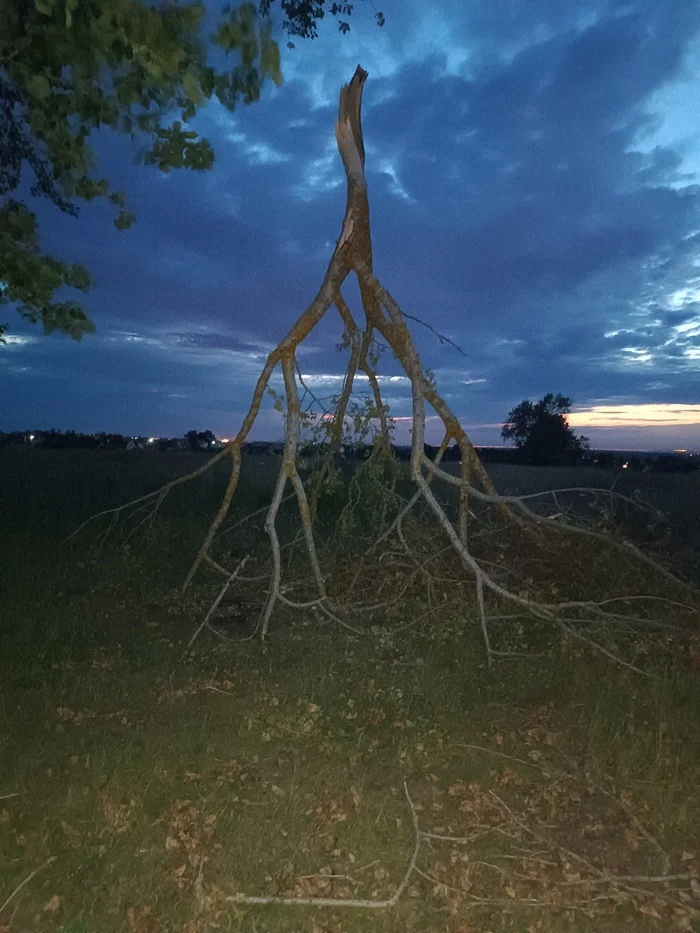 This is a bummer - My, The photo, Nature, Tree