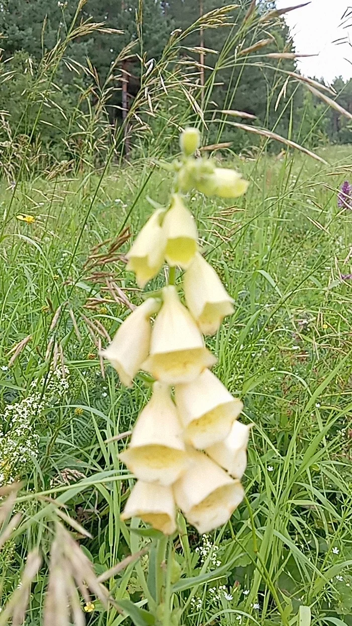 Digitalis grandiflora (lat. Digitlis grandiflra) - My, I want criticism, Chelyabinsk, Flowers, Ural, Forest, Modern Art, Longpost