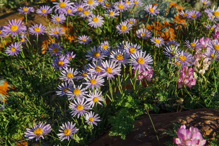 Lilac stars - Asters, Bloom, Plants, Sailyugem National Park, Flowers, Altai Republic, wildlife, Telegram (link)