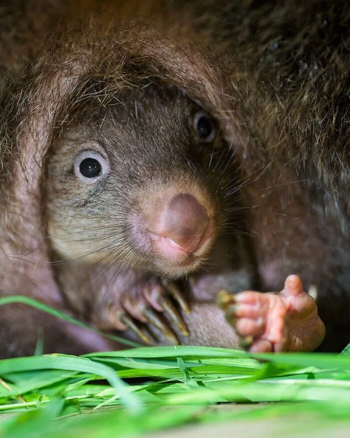 Curious what's out there - Wombats, Marsupials, Young, Wild animals, Zoo, Video, Vertical video, The photo, Soundless, Longpost