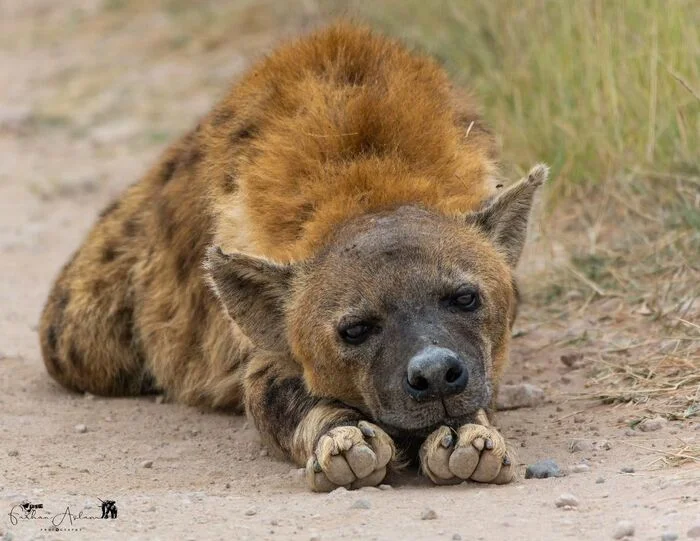 Long day until evening... - Hyena, Spotted Hyena, Predatory animals, Wild animals, wildlife, National park, Africa, The photo