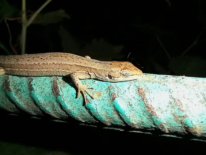 Lizard *sleeping* - My, Lizard, Dacha, Mobile photography, Dream, Night, Longpost