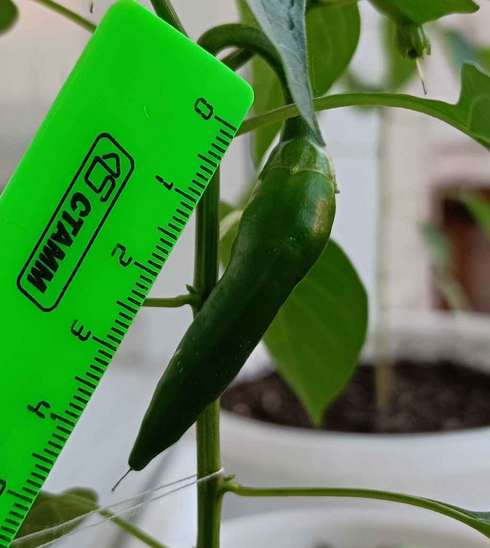  ,  49,5 .        ,        .