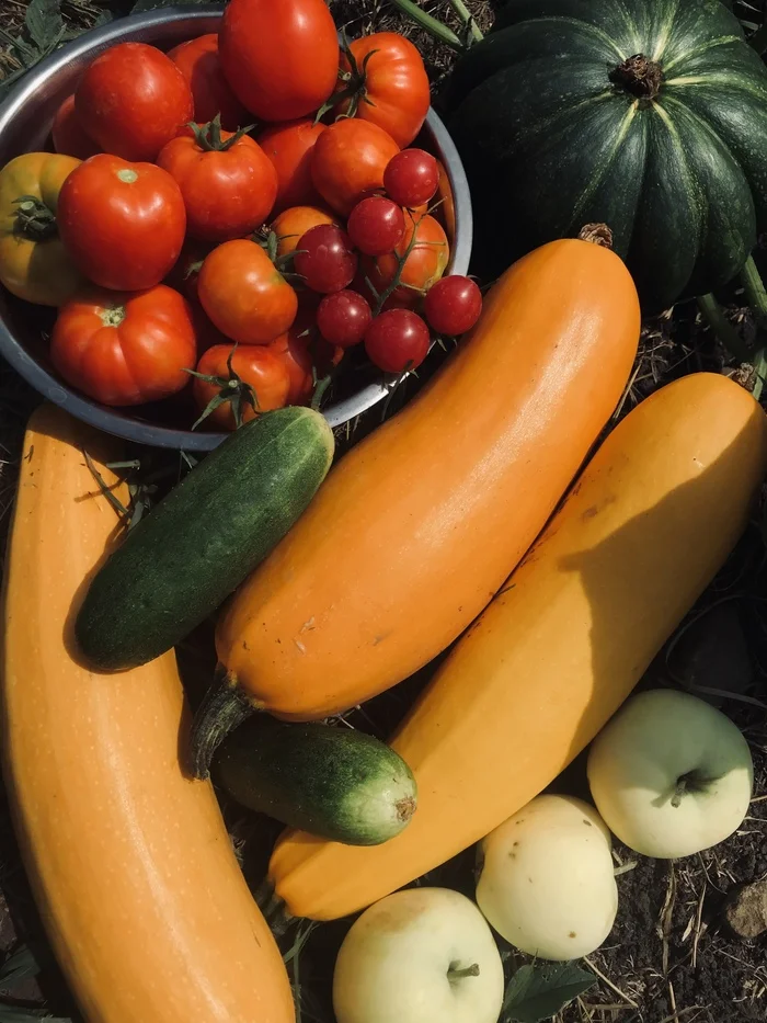 Just Life and delicious zucchini from the garden - My, Video recipe, Serving dishes, Recipe, Snack, Ingredients, Food, Cooking, Garden, Breakfast, Zucchini, Dish, Village, Yummy, Tasty and period, Preparation, Rural life, Vertical video, With your own hands, Vegetarianism, Home video, Video, Longpost