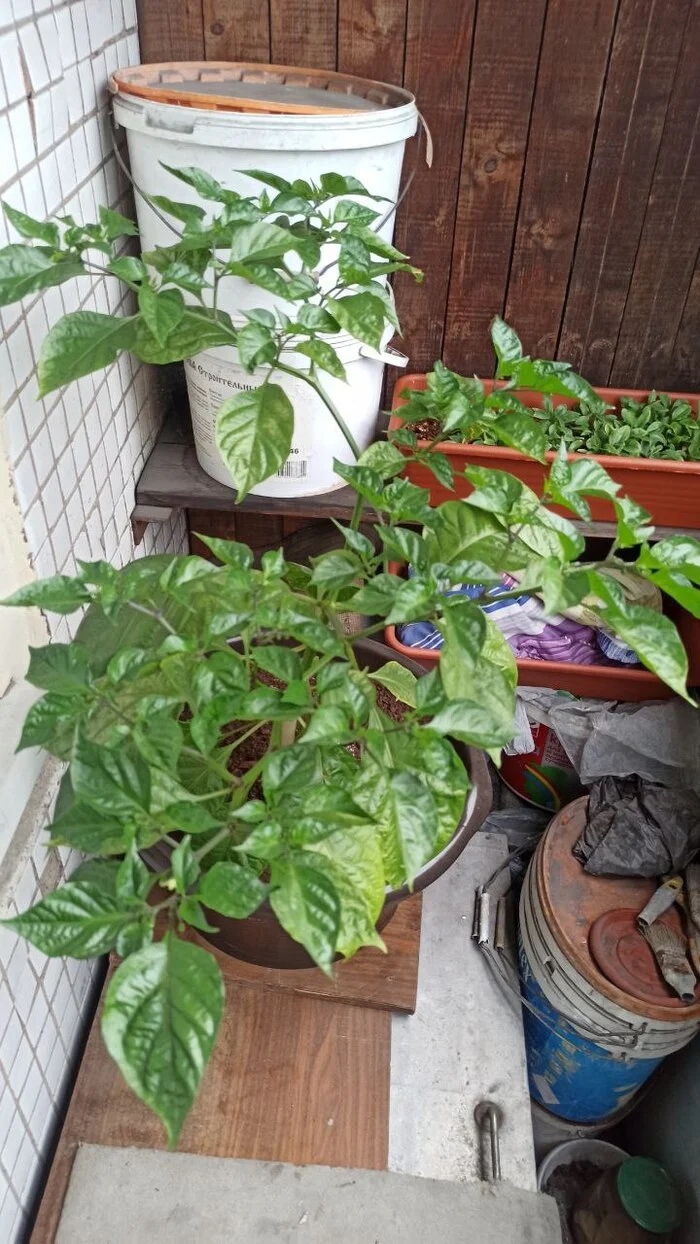 Our Carolina Reaper (we hope because we bought seeds on OZON) - My, Hot peppers, Vegetable garden on the windowsill, Longpost