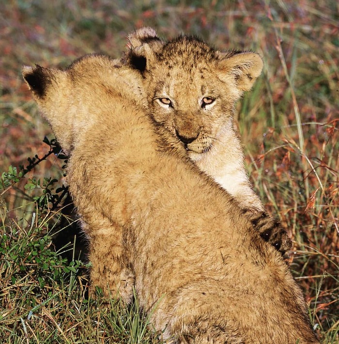 Маленькие друзья