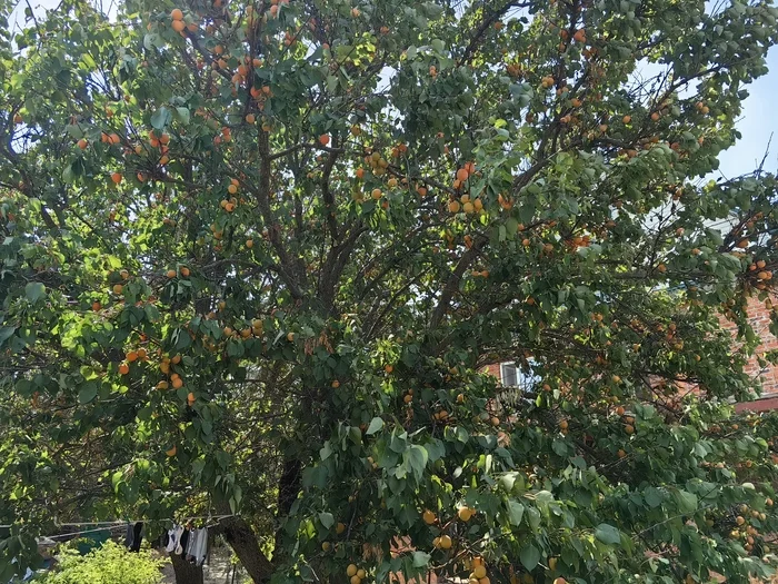 Little suns on a branch :) - My, Apricot, Фрукты, Fruit, Positive, Orchard, Longpost