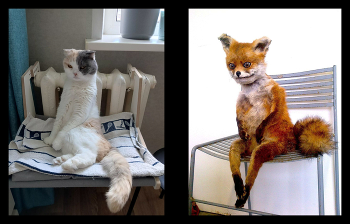 Моя кошка косплеит упоротого лиса?