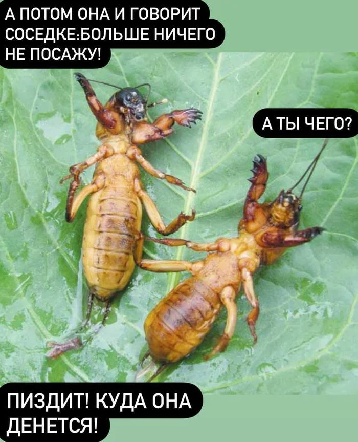 Medvedka. Silly poems for summer residents - My, Dacha, Garden, Friday tag is mine, Creation, Non-standard poetry, Gardening, Poems, Garden, Pests, Bear, Longpost