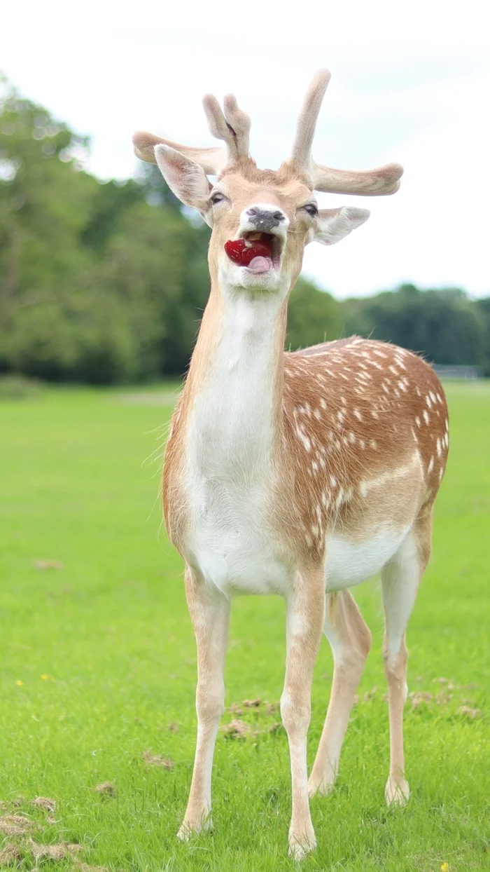 The stoned deer congratulates you on Friday - My, Friday tag is mine, Deer, Spotted deer, Ireland, Dublin