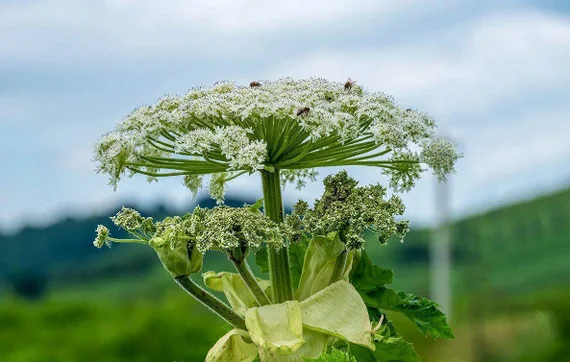 Russian scientists have developed bioink from hogweed for 3D printing of vegetables and fruits - Scientists, The science, Research, Ecology, Nauchpop