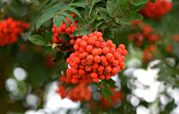 Russian scientists have developed bioink from hogweed for 3D printing of vegetables and fruits - Scientists, The science, Research, Ecology, Nauchpop