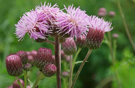 Russian scientists have developed bioink from hogweed for 3D printing of vegetables and fruits - Scientists, The science, Research, Ecology, Nauchpop