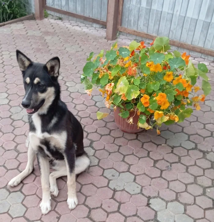 Sweet dog is looking for a home and her Human! Saint Petersburg - In good hands, Homeless animals, No rating, Puppies, Dog, Overexposure, Lost, Volunteering, Helping animals, VKontakte (link), Longpost