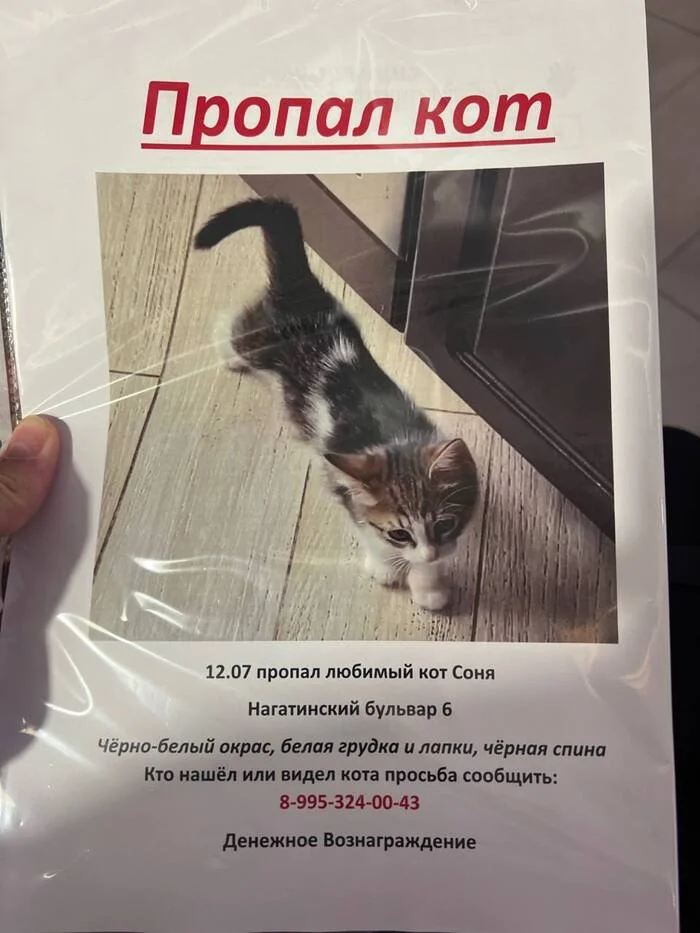 MISSING CAT, MOSCOW, NAGATINO - My, Helping animals, Lost, No rating, The strength of the Peekaboo, Moscow, Moscow City, Nagatino, cat, Nagatinsky Zaton, Nagatinskaya, Lost cat, Help me find, Negative