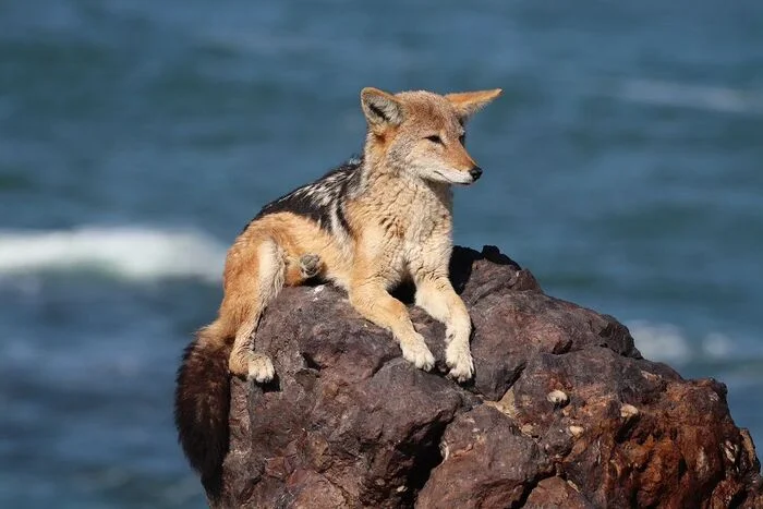 Warm place - Jackal, Canines, Predatory animals, Wild animals, wildlife, Namib Desert, South Africa, The photo, The rocks