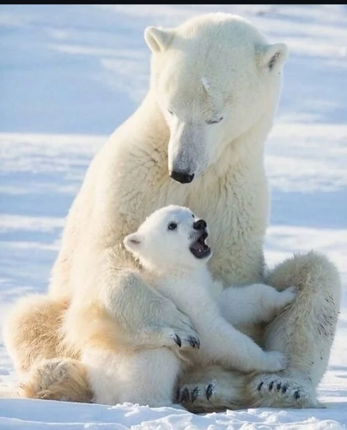 Maternal care - Nature, wildlife, The photo, The Bears, Animals, Polar bear, Teddy bears