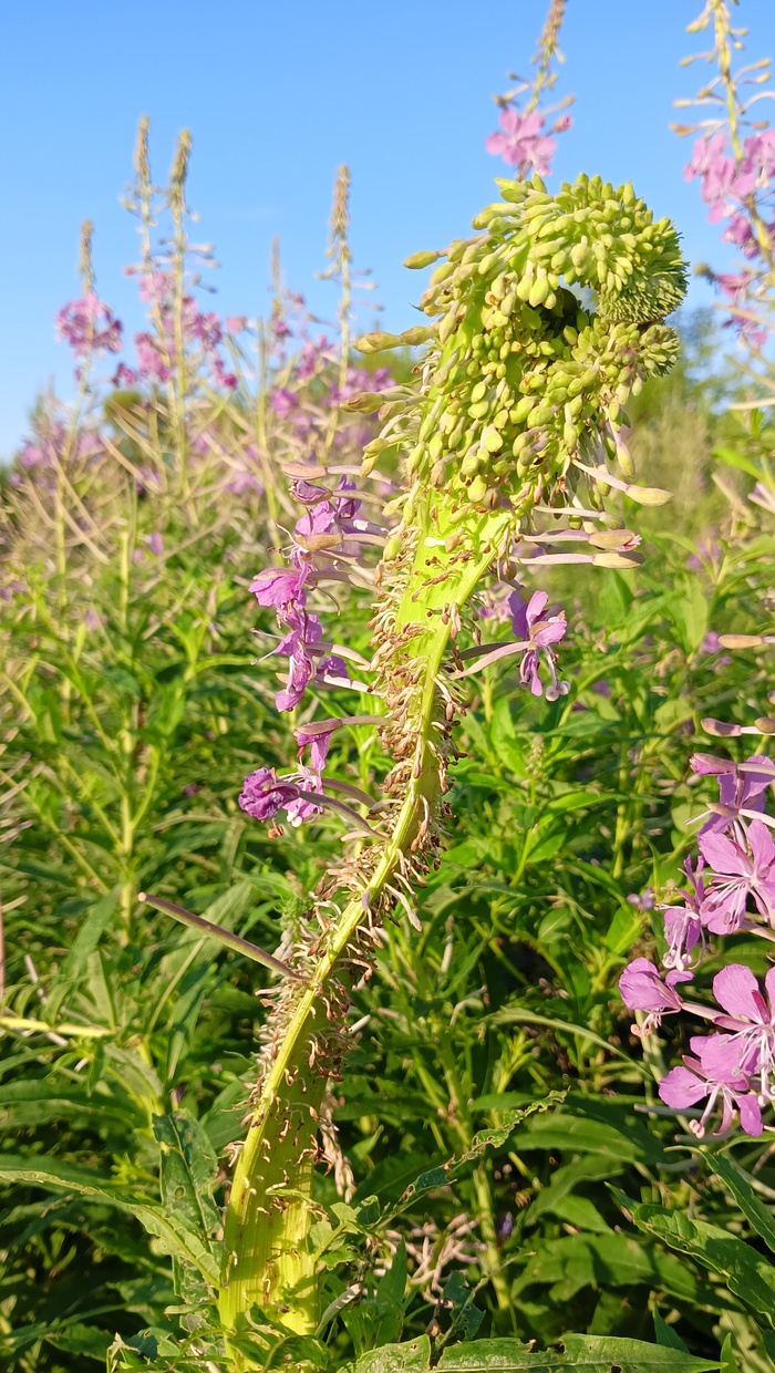 Кипрей узколистый