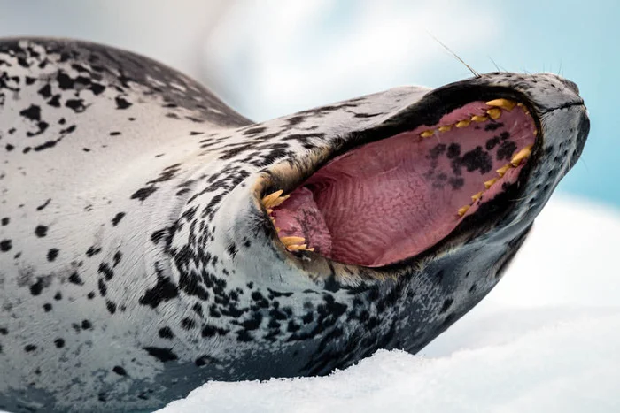 Leopard seal - Seal, Leopard seal, Pinnipeds, Predatory animals, Wild animals, wildlife, Antarctica, The photo, To fall