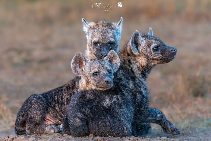 kids - Young, Hyena, Spotted Hyena, Predatory animals, Wild animals, wildlife, Reserves and sanctuaries, Masai Mara, Africa, The photo