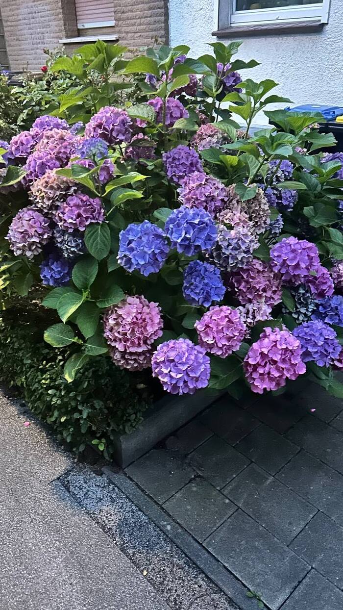 Hydrangea - Peekaboo, Vertical video, Travels, Hydrangeas, The photo