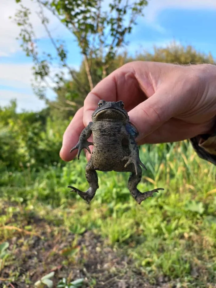 Let go! You'll tear off your wings! - My, Princess Frog, Frogs, Nature, The photo