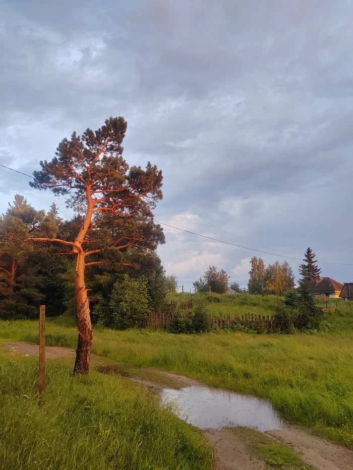 At sunset in the rain - My, Mobile photography, Relaxation, Tree, Village, House in the village, No filters