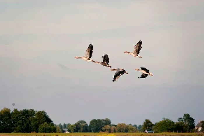 Geese are flying... - My, The photo, Netherlands (Holland), Nature, Birds