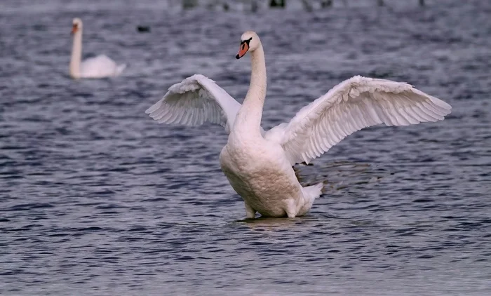 White Swan - My, The photo, Netherlands (Holland), Nature, Birds, Swans