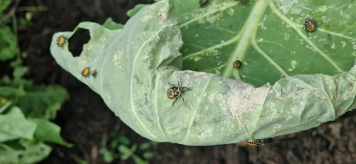 Need help from those who know (about the garden) - My, Garden, Gardening, Cabbage, Жуки, Insect control, Insects, Help, Plants