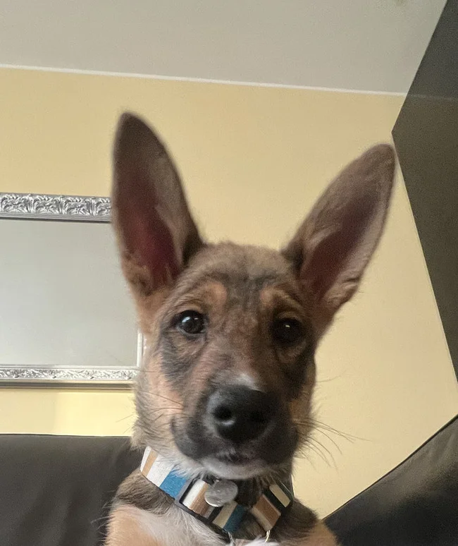 Homemade shepherd mix puppy in good hands - Puppies, Sheepdog, Dog lovers, Dog, In good hands, Homeless animals, Shelter, Moscow, Moscow region, Volunteering, Kindness, Longpost